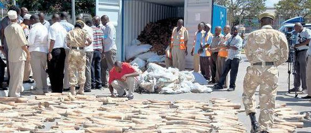 Schmuggelware. In einem Container in der kenianischen Hafenstadt Mombasa fanden Behördenvertreter Stoßzähne von Elefanten, die in Malaysia weiterverkauft werden sollten.