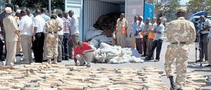 Schmuggelware. In einem Container in der kenianischen Hafenstadt Mombasa fanden Behördenvertreter Stoßzähne von Elefanten, die in Malaysia weiterverkauft werden sollten.