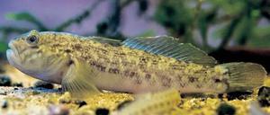 Gefräßiger Geselle. Diese Schwarzmaulgrundel in einem Aquarium im Nationalparkhaus in Criewen hat ein Fischer in der Oder im Nationalpark Unteres Odertal gefangen. Fachleute befürchten die Verdrängung einheimischer Arten, wie das schon im Rhein der Fall war. Foto: dpa