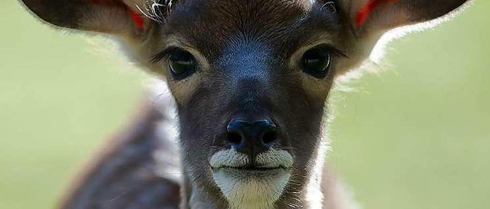 In Namibia können Touristen Antilopen beobachten.