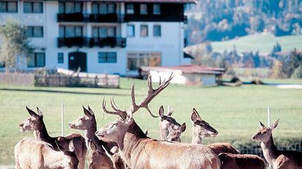 Das Rudel Rotwild vor dem Haus gehört zu dem Gesamtpaket, das Gut Steinbach mit Blick auf regionales schnürt.