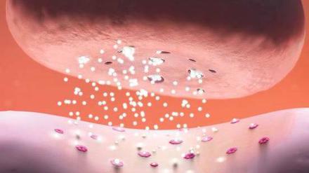 Schnelle Leitung. Zur Kommunikation zwischen Nervenzellen dienen Neurotransmitter (weiß). Sie werden in Vesikeln transportiert – und im richtigen Moment freigesetzt.