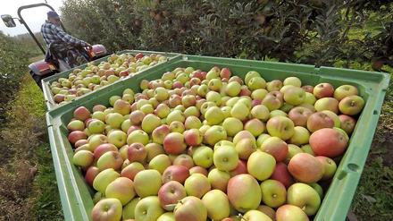 Herbst ist, wenn Papa ein bisschen Obst vorbeibringt: "Kannst du alles einwecken, mein Junge." 