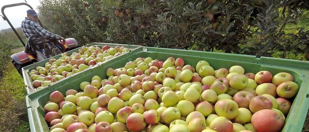 Herbst ist, wenn Papa ein bisschen Obst vorbeibringt: "Kannst du alles einwecken, mein Junge." 