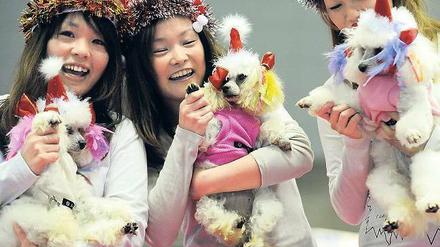 Verhätschelt und herausgeputzt. Stolz zeigen Japanerinnen ihre Pudel in aller Öffentlichkeit. Foto: Toshifumi Kitamura/AFP