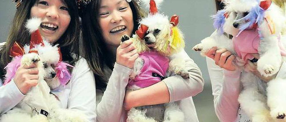 Verhätschelt und herausgeputzt. Stolz zeigen Japanerinnen ihre Pudel in aller Öffentlichkeit. Foto: Toshifumi Kitamura/AFP