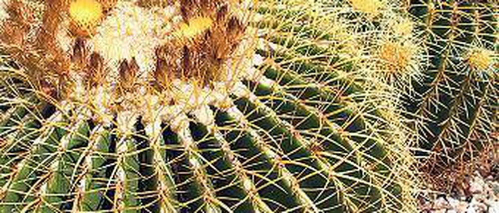 Stachlig, aber schön