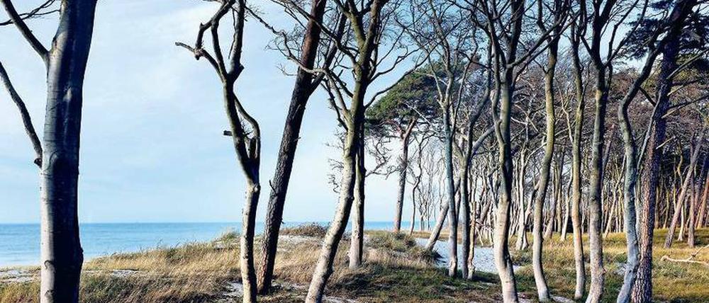 Hinterm Strand kommt’s knüppeldick. Im Darßwald wachsen vom Wind zerzauste Eichen, Buchen und Kiefern.