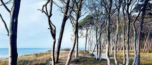 Hinterm Strand kommt’s knüppeldick. Im Darßwald wachsen vom Wind zerzauste Eichen, Buchen und Kiefern.