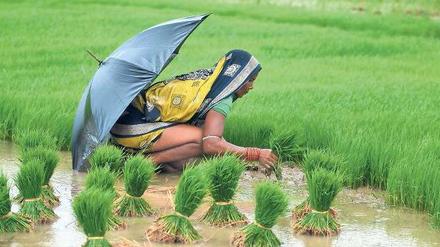 Unaufhörlicher Regen. Diese Bäuerin bepflanzt ihr Reisfeld im ostindischen Bundesstaat Orissa. Obwohl sie den ganzen Tag schwer arbeitend im Regen hockt, ist sie froh über jeden Tropfen, den der Monsun ihr in diesen Wochen bringt.