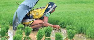 Unaufhörlicher Regen. Diese Bäuerin bepflanzt ihr Reisfeld im ostindischen Bundesstaat Orissa. Obwohl sie den ganzen Tag schwer arbeitend im Regen hockt, ist sie froh über jeden Tropfen, den der Monsun ihr in diesen Wochen bringt. 