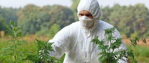 Die Ambrosia ist ein hochallergenes Gewächs