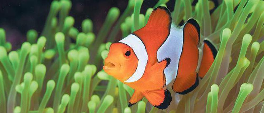 Merkwürdige Clowns. In Experimenten reagieren Clownfische seltsam auf saureres Wasser. So finden sie Raubfische und laute Geräusche plötzlich anziehend, anstatt vor ihnen zu flüchten.