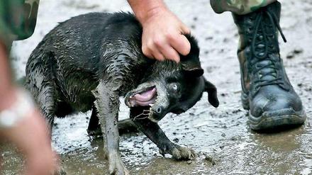 Streunende Hunde machen seit Jahrzehnten Rumäniens Städte und Dörfer unsicher.