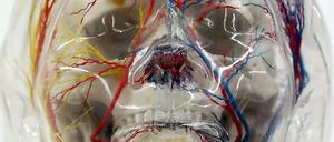 In die Schädel von Patienten mit Problemen am Hirn soll man in Zukunft genauso leicht hineinsehen können wie in diesen Glasschädel im Dresdner Hygiene-Museum.