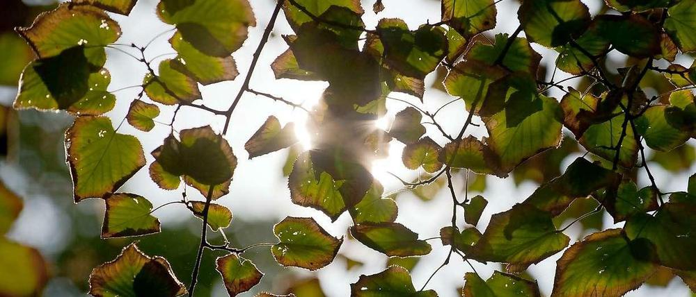 Die Ränder der Blätter an den Bäumen verfärben sich bereits braun. Am 1. September ist meteorologischer Herbstbeginn.
