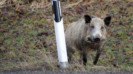 Straßenschreck: Ein Wildschwein am Wegrand