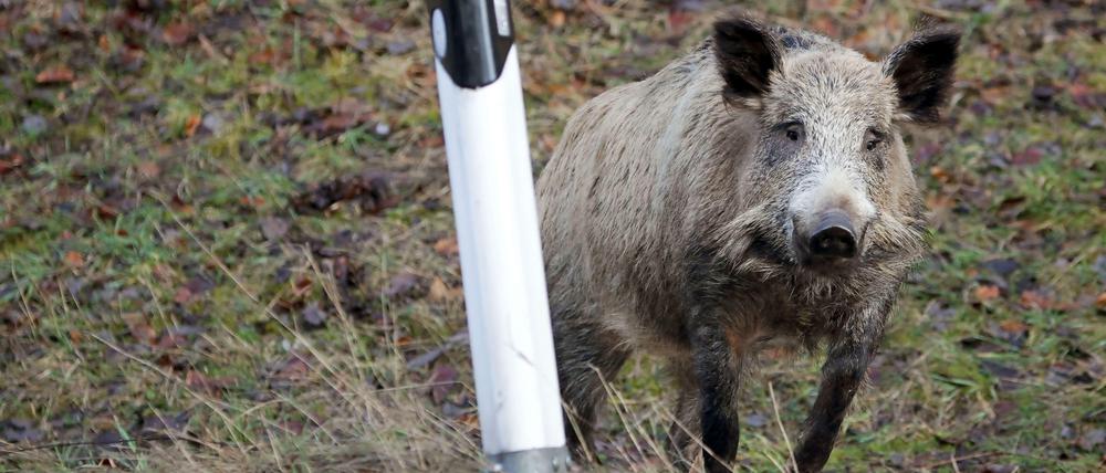 Straßenschreck: Ein Wildschwein am Wegrand