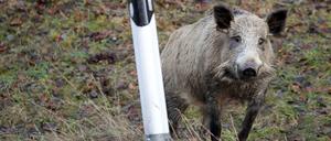 Straßenschreck: Ein Wildschwein am Wegrand