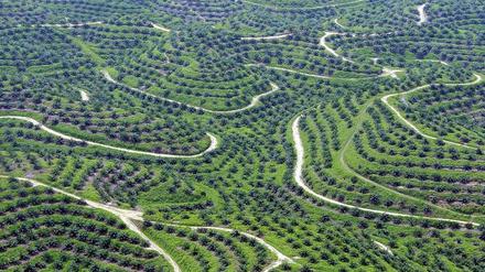 Palmen statt Regenwald. In Indonesien bedecken Palmöl-Plantagen mittlerweile mehr als zwölf Millionen Hektar Fläche. 