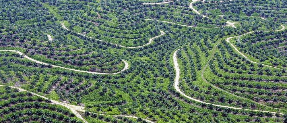 Palmen statt Regenwald. In Indonesien bedecken Palmöl-Plantagen mittlerweile mehr als zwölf Millionen Hektar Fläche. 