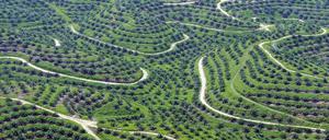 Palmen statt Regenwald. In Indonesien bedecken Palmöl-Plantagen mittlerweile mehr als zwölf Millionen Hektar Fläche.