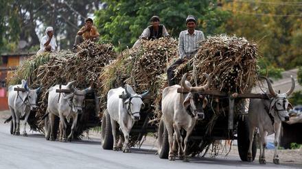 Entspannt. Indische Bauern fahren ihre Ernte ein, bald kommt wieder Geld in die Kasse. In dieser Situation – einigermaßen befreit von finanziellen Sorgen – schnitten die Studienteilnehmer bei Intelligenztests besser ab als vor der Ernte.