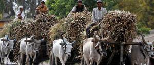 Entspannt. Indische Bauern fahren ihre Ernte ein, bald kommt wieder Geld in die Kasse. In dieser Situation – einigermaßen befreit von finanziellen Sorgen – schnitten die Studienteilnehmer bei Intelligenztests besser ab als vor der Ernte.