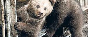 Schön brrraun. Nicht jeder Asylsuchende ringt in Hellersdorf um Akzeptanz. Foto: dpa