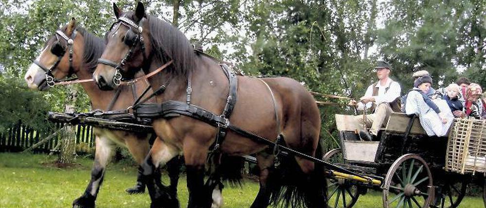 Nachgestellt. So prächtig wie in Linstow sahen die Pferde der Flüchtlingstrecks der Wolhyniendeutschen nicht aus.