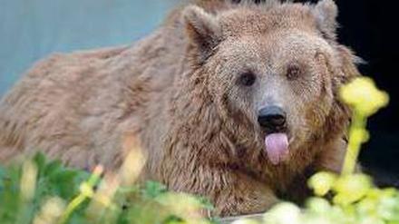 Maskottchen. Dieses Foto zeigt Braunbärin Maxi vor gut einem Monat im Stadtzwinger im Köllnischen Park in Mitte. Dort ist sie in der Nacht zu Freitag gestorben. Foto: dpa