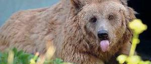 Maskottchen. Dieses Foto zeigt Braunbärin Maxi vor gut einem Monat im Stadtzwinger im Köllnischen Park in Mitte. Dort ist sie in der Nacht zu Freitag gestorben. Foto: dpa