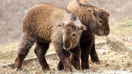 Wenn es nach der BVV Lichtenberg ginge, würde die U-Bahnlinie 5 nach dem Tierpark benannt werden. Daraus wird nun nichts, was diese beiden Tierpark-Bewohner, Sichuan-Takin-Jungtiere aus dem Himalaya, aber nicht kratzt.