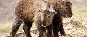Wenn es nach der BVV Lichtenberg ginge, würde die U-Bahnlinie 5 nach dem Tierpark benannt werden. Daraus wird nun nichts, was diese beiden Tierpark-Bewohner, Sichuan-Takin-Jungtiere aus dem Himalaya, aber nicht kratzt.