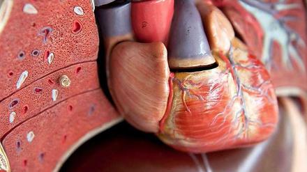 Anatomisches Modell eines Menschen