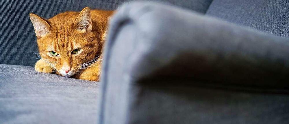 Katze auf einem Sessel.