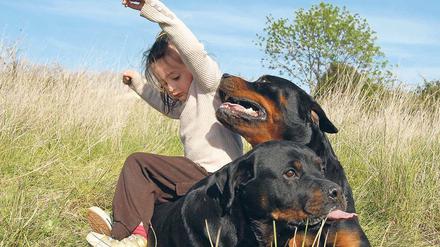 Ein Kind stolpert und fällt auf zwei Rottweiler.
