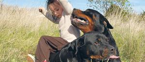 Ein Kind stolpert und fällt auf zwei Rottweiler.