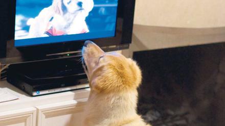 TV-Zeit. Wenn Herrchen arbeitet, kann Hund fernsehen. Foto: mauritius images