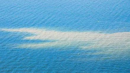 Diese Blaualgen schimmern hell im blauen Wasser. 