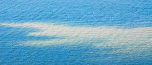 Diese Blaualgen schimmern hell im blauen Wasser. 