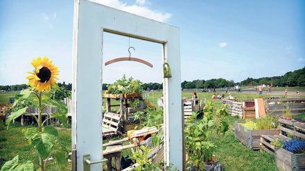 Blütenträume. In den Gemeinschaftsgärten auf dem Tempelhofer Feld in der Nähe der Neuköllner Oderstraße wachsen Gemüse, Obst und Blumen in selbstgezimmerten Hochbeeten. 