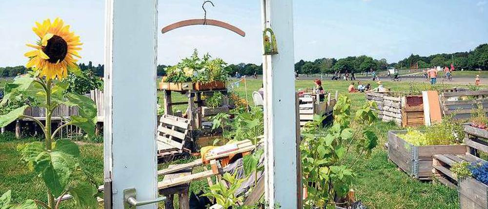 Blütenträume. In den Gemeinschaftsgärten auf dem Tempelhofer Feld in der Nähe der Neuköllner Oderstraße wachsen Gemüse, Obst und Blumen in selbstgezimmerten Hochbeeten. 