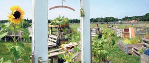 Blütenträume. In den Gemeinschaftsgärten auf dem Tempelhofer Feld in der Nähe der Neuköllner Oderstraße wachsen Gemüse, Obst und Blumen in selbstgezimmerten Hochbeeten. 