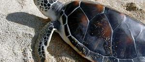 Meeresschildkröten sind durch den Fischfang bedroht. Leuchtende Netze könnten ihnen helfen.