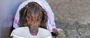 Hundstage: An heißen Sommertagen brauchen nicht nur Hunde Abkühlung.