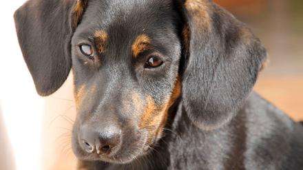 Ein Bild des verschwundenen Mischlings Bruce. Auf ihrer Website bittet der Verein um Unterstützung bei der Suche.