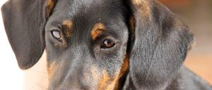Ein Bild des verschwundenen Mischlings Bruce. Auf ihrer Website bittet der Verein um Unterstützung bei der Suche.