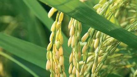 Natürlicher Schutz. Die Spelzen halten Insekten und Bakterien von den reifenden Reiskörnern fern. 