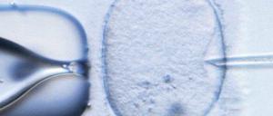 Gläsern. Eine Erbgutanalyse ermöglicht es, gesunde Embryonen auszusuchen.